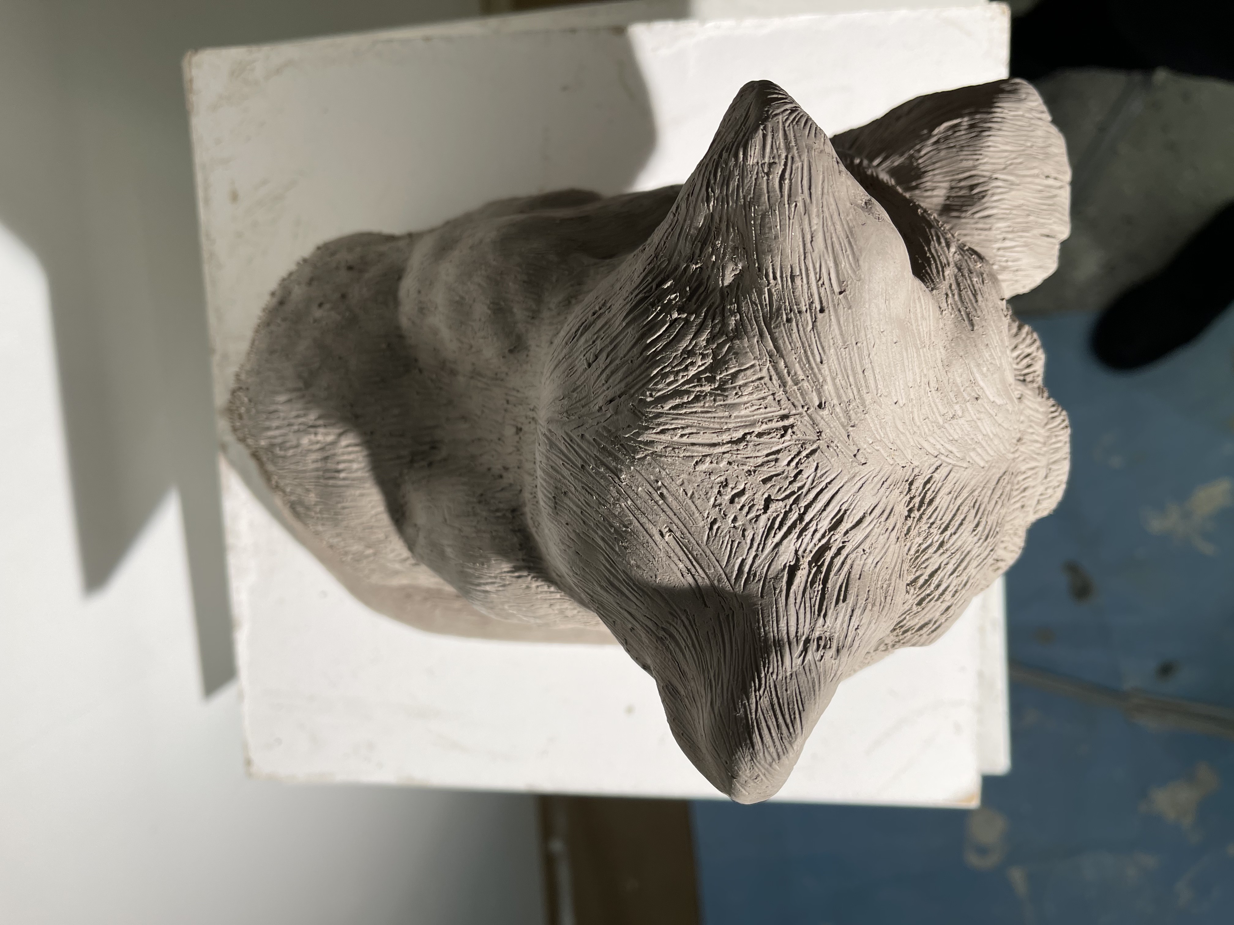 Black Jaguar Cub 9/9