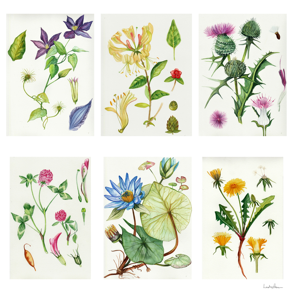 Botanical Studies