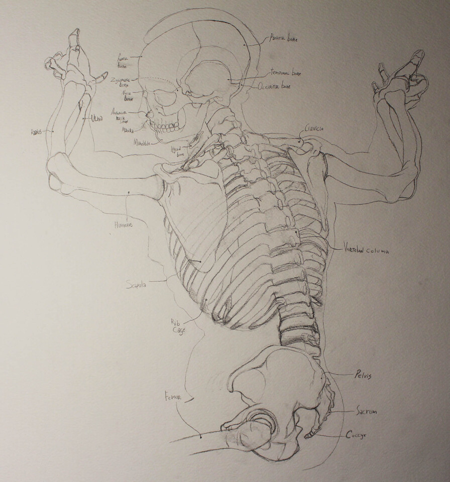 Skeleton Observations