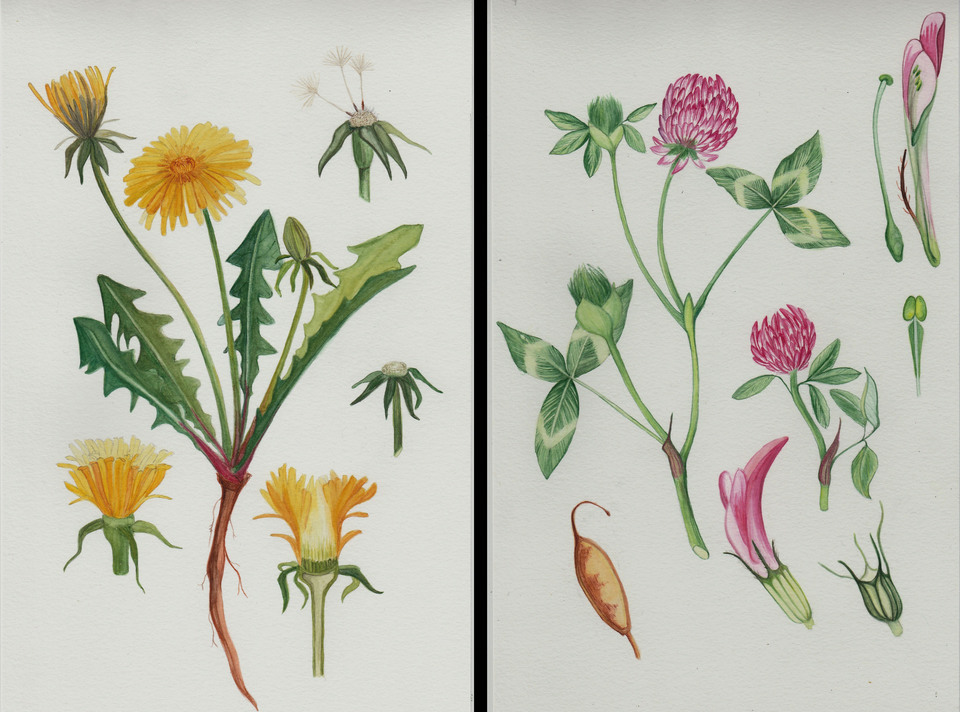 Dandelion and Red Clover Botanical Paintings