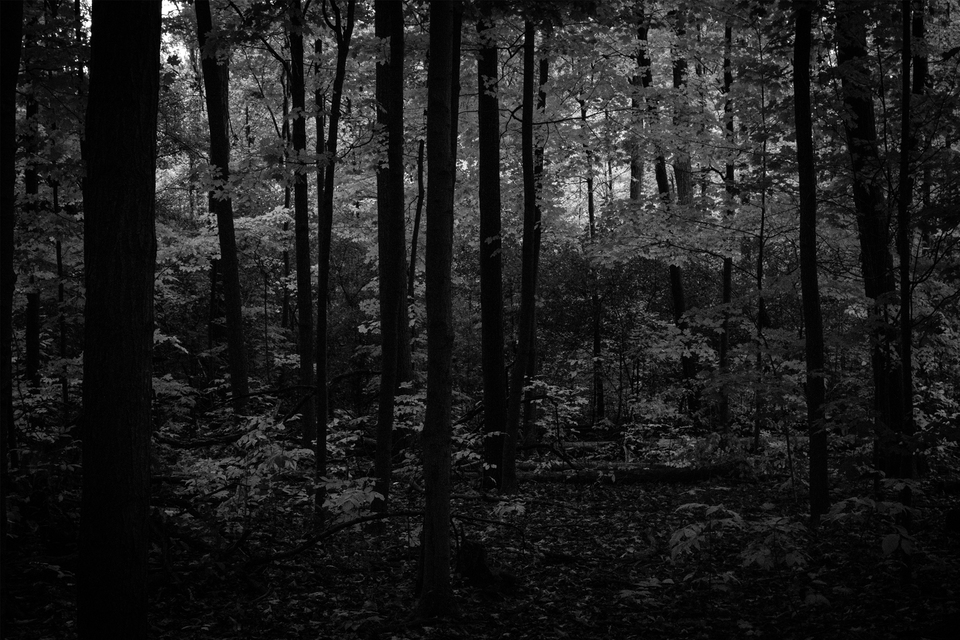 Dark Forest