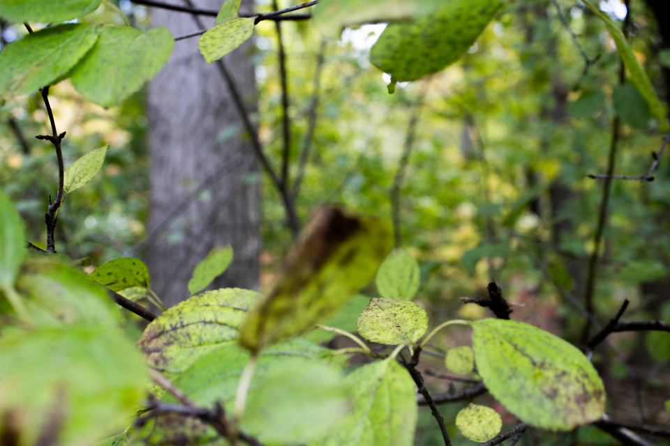 Framed Leaf