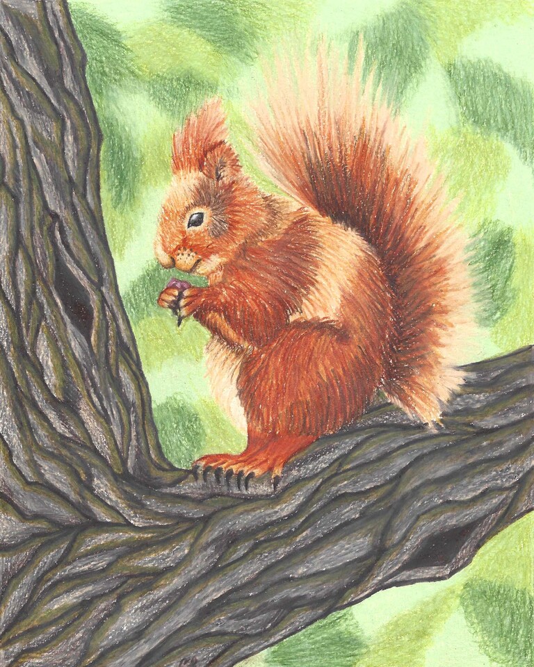 Orange Squirrel