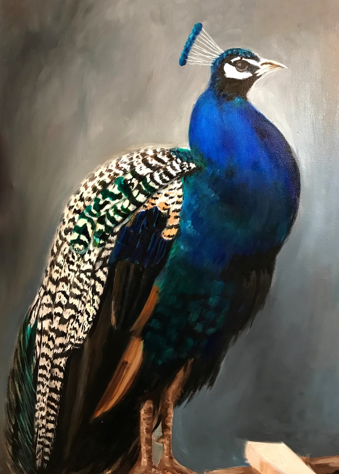 peacock