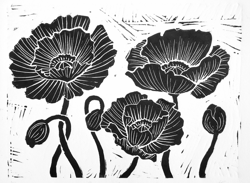 Papaver