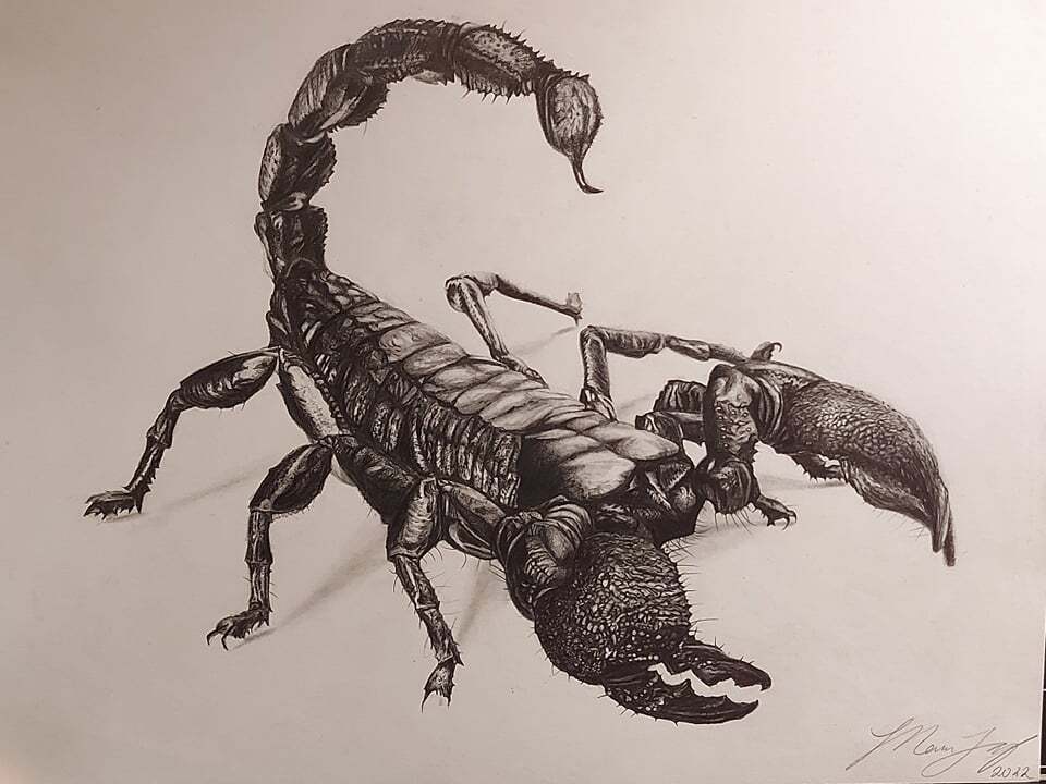 Scientific Illustration