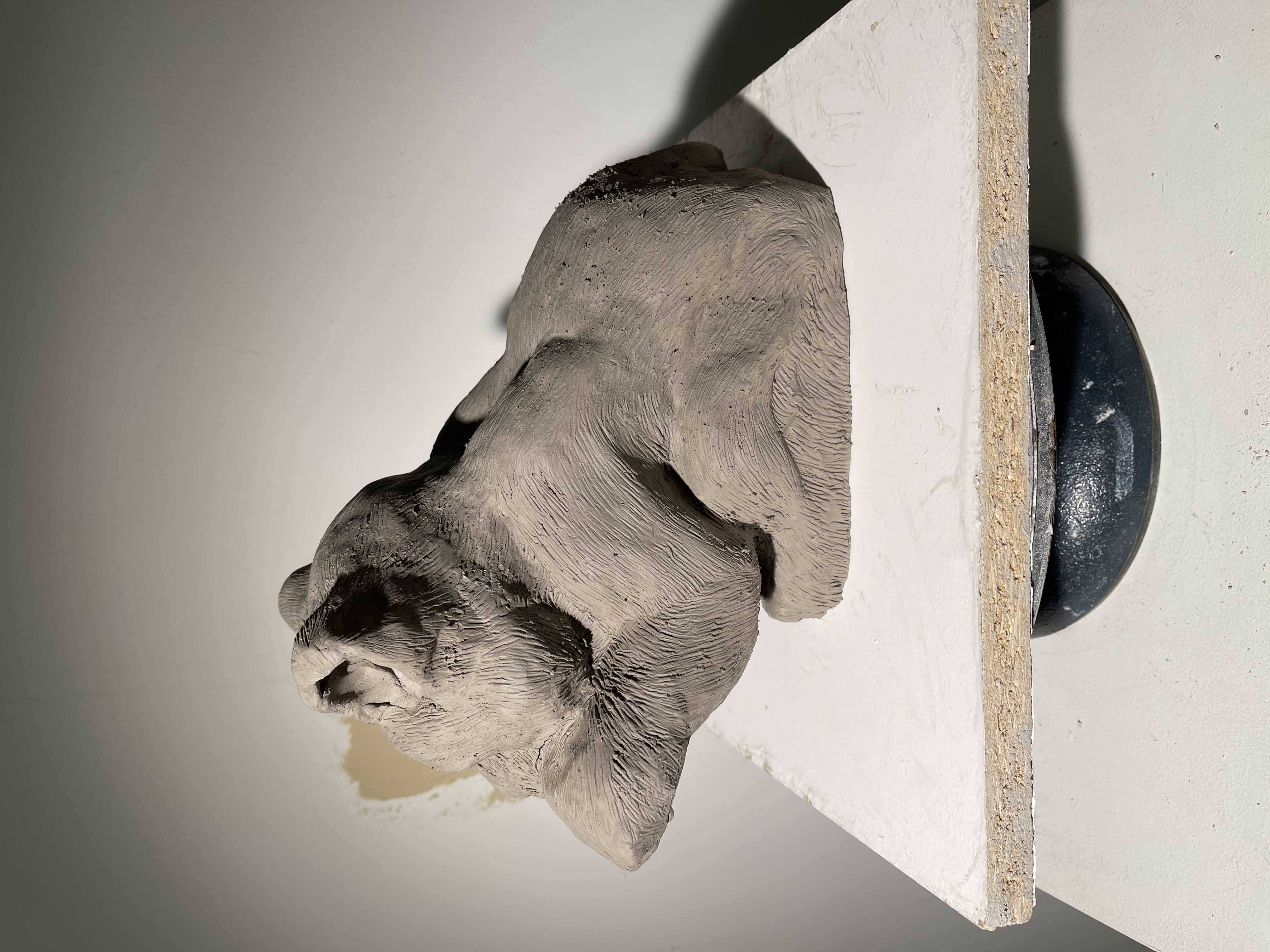 Black Jaguar Cub 4/9