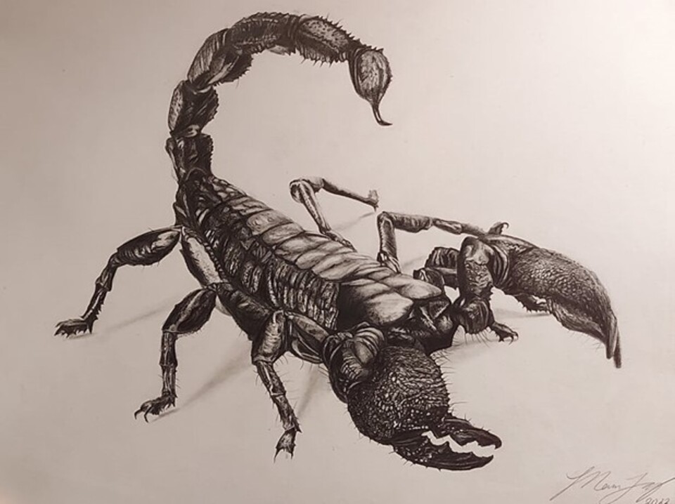 Scientific Illustration