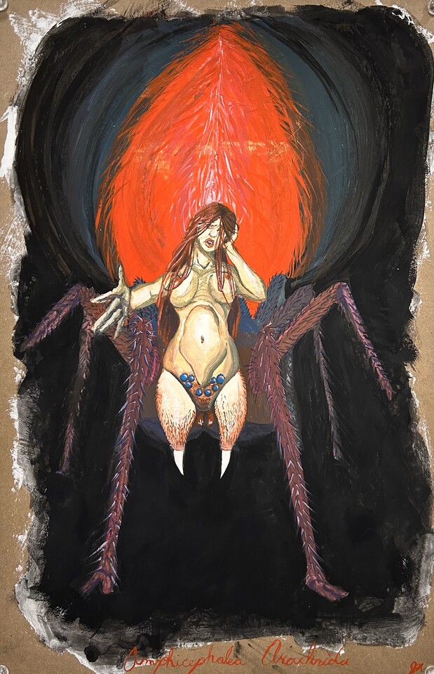 Amphicephalea Arachnida