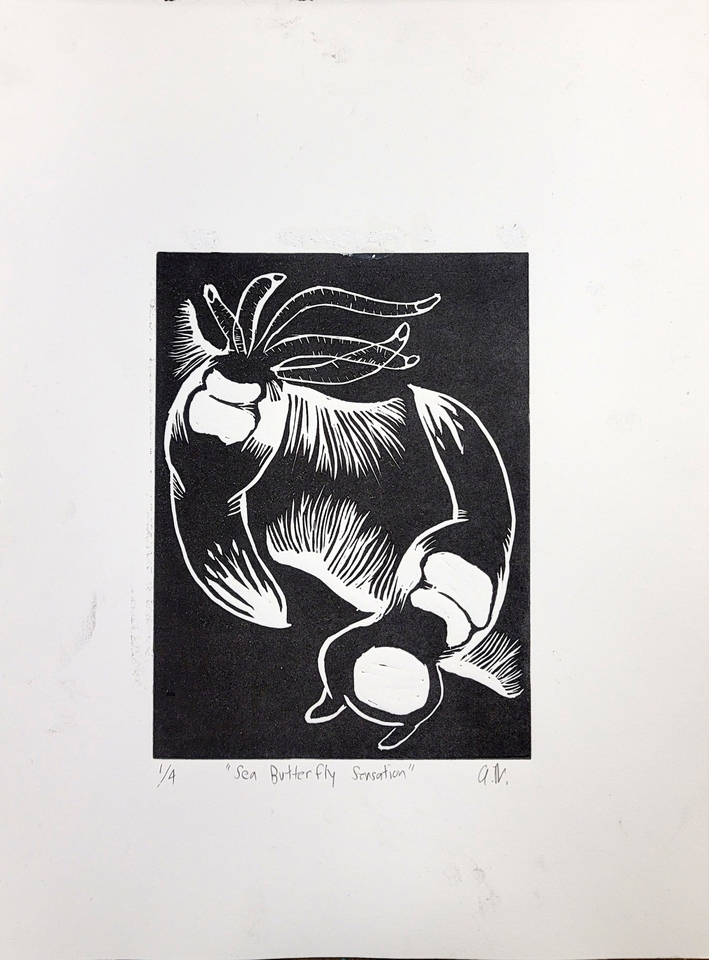 Sea Butterfly Sensation