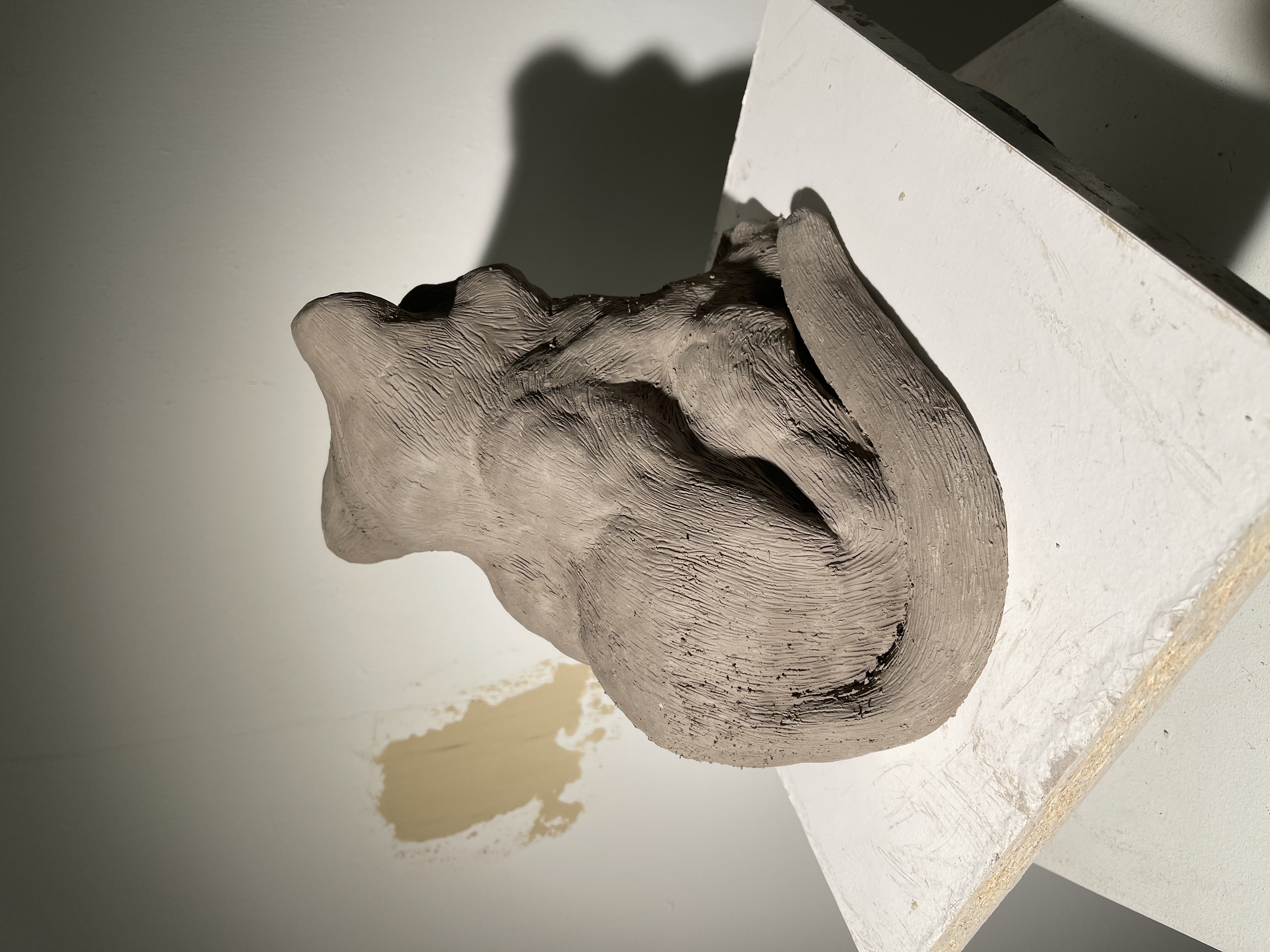 Black Jaguar Cub 6/9