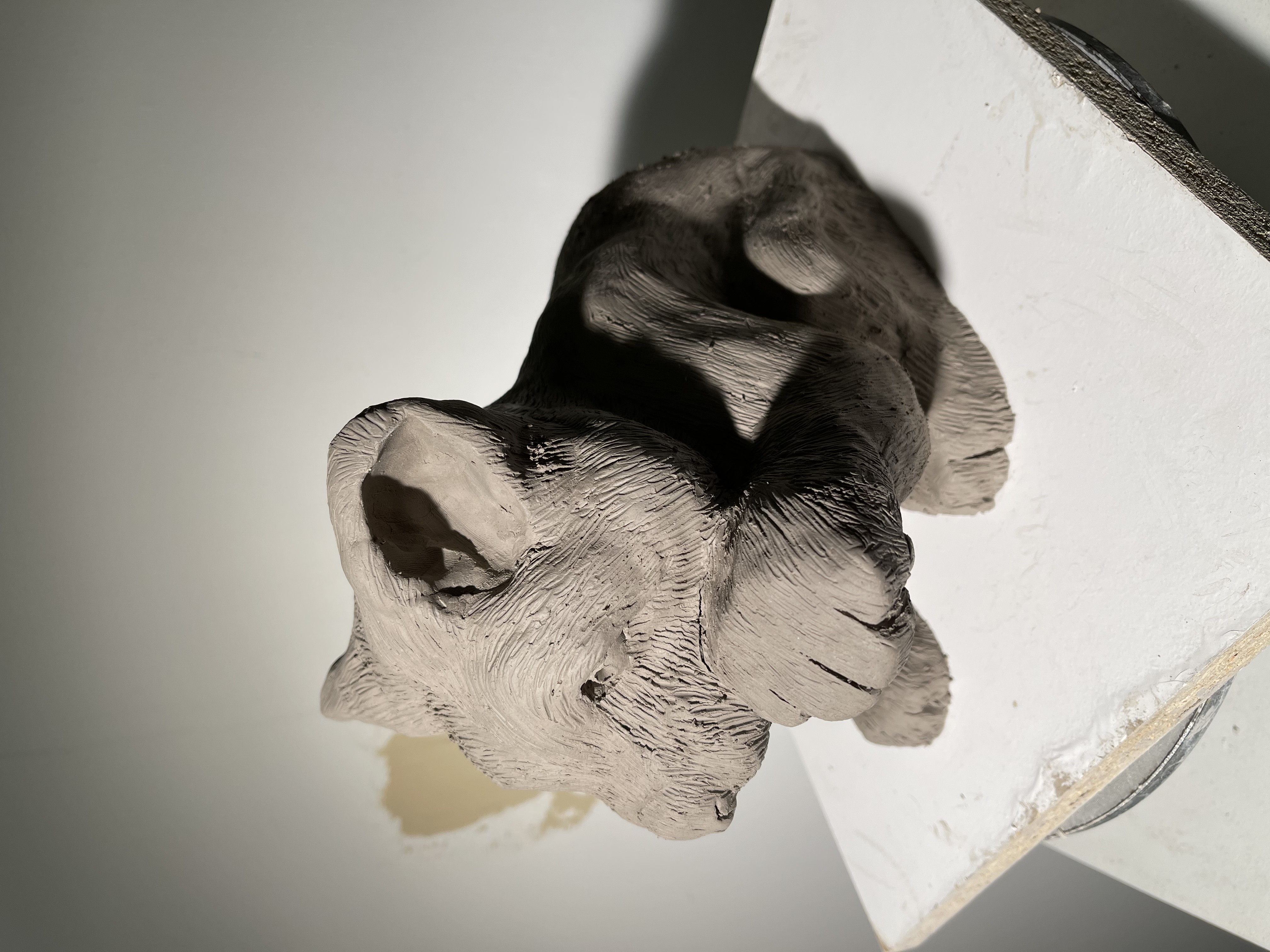 Black Jaguar Cub 8/9