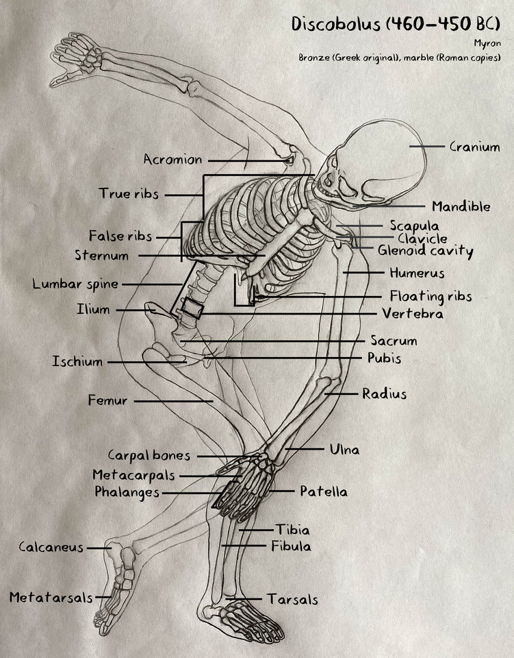 Discobolus Skeleton Study