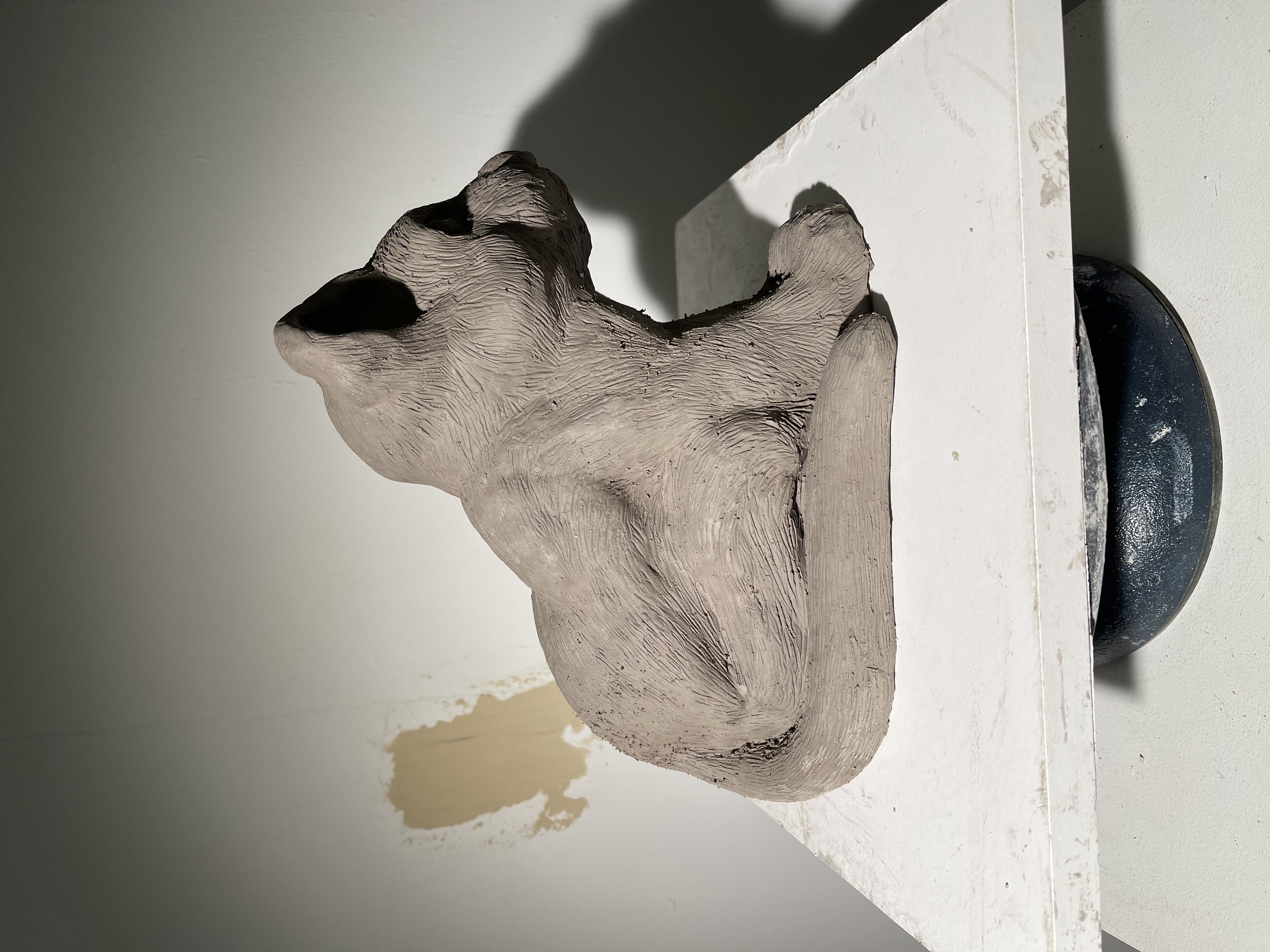 Black Jaguar Cub 2/9